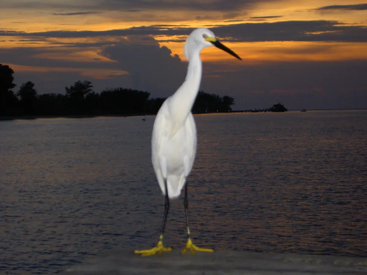 Snowy egret standing in shallow water at dusk near Anna Maria Island