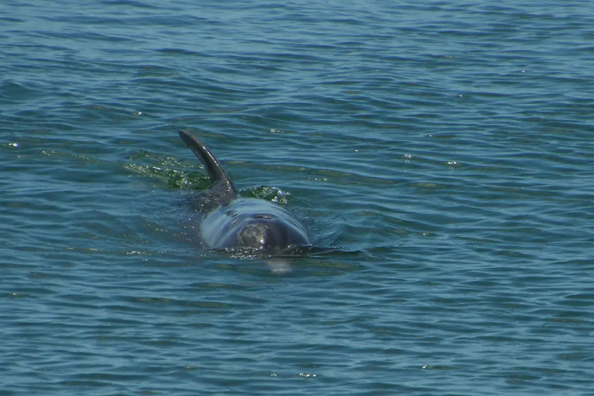 Bottlenose dolphin surfacing in calm green coastal water