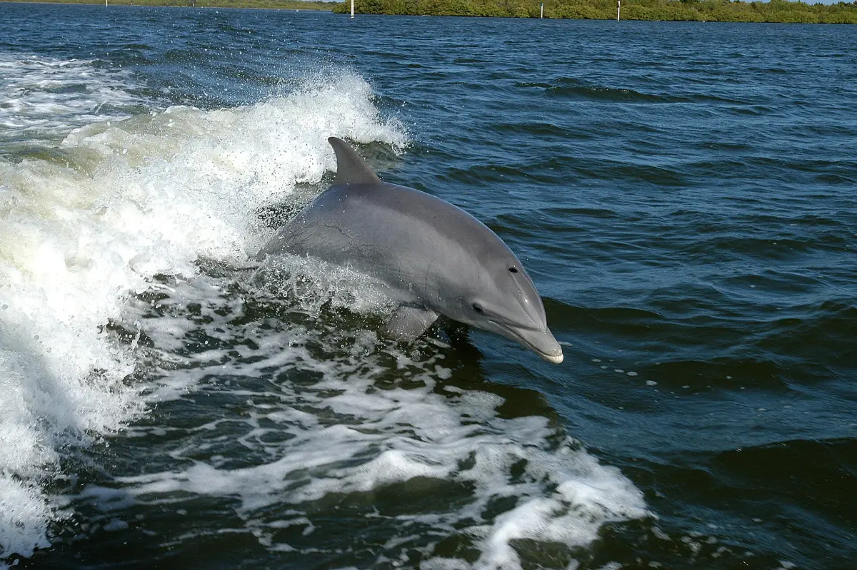 Bottlenose dolphin swimming through the wake of a boat in dark blue water