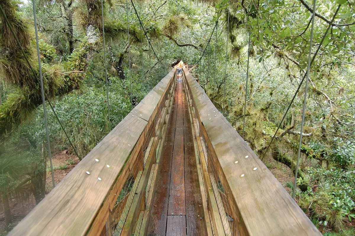 Narrow wooden canopy walkway running through moss-draped oak branches