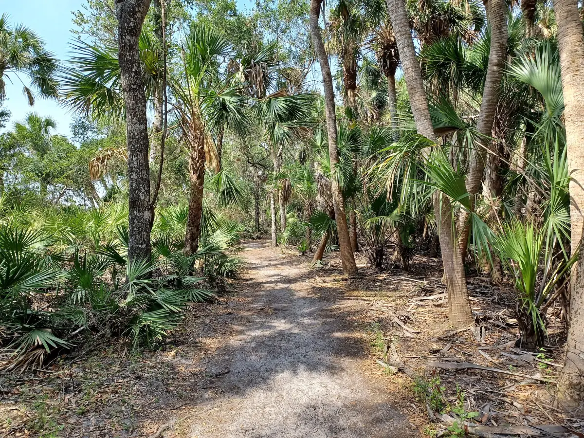 Sandiger Pfad durch einen Palmenhain im Myakka River State Park