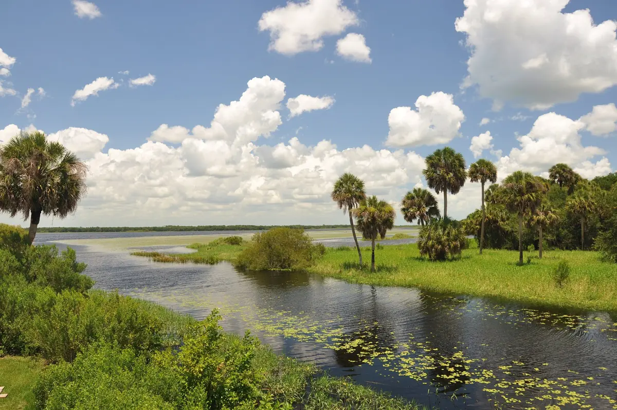 Breite Flussbiegung des Myakka River mit Palmen und Seerosen unter Wolkenhimmel