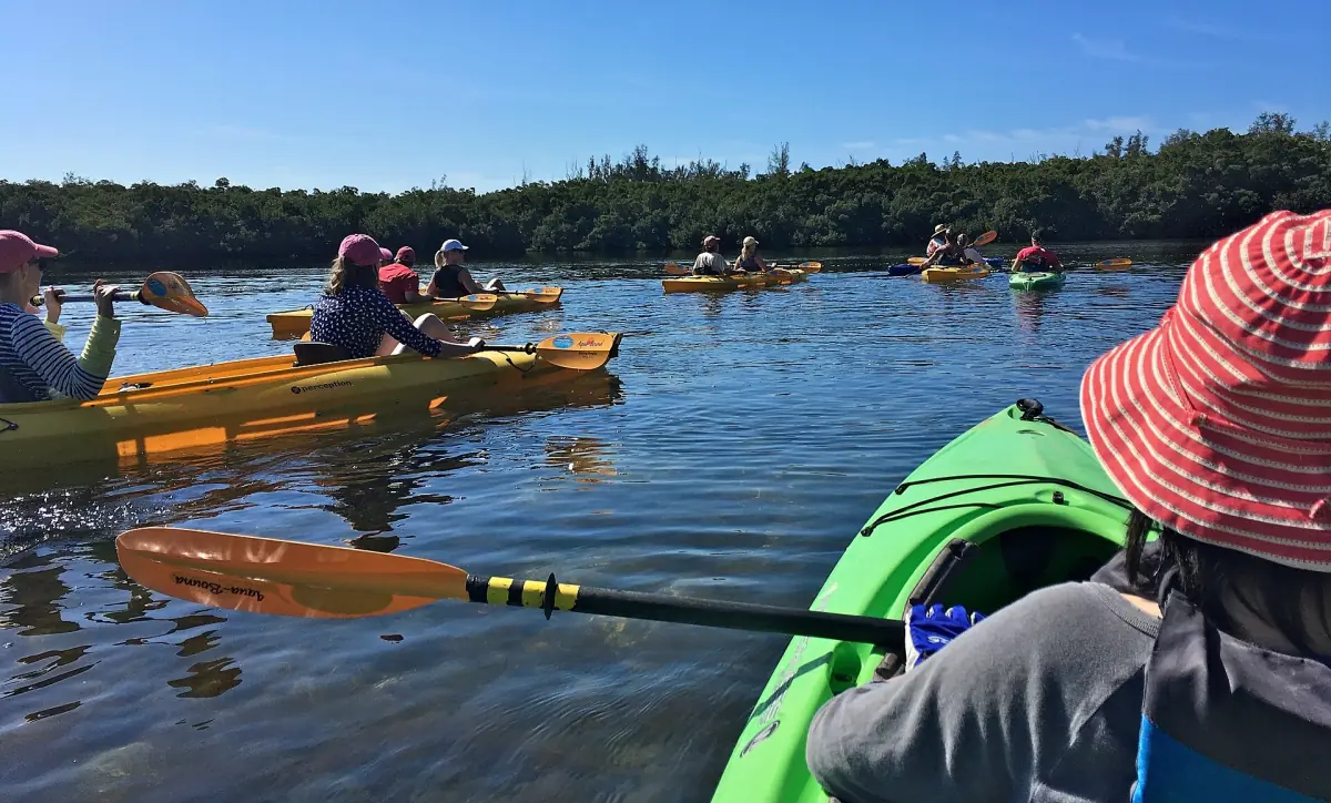 Kayakers paddling toward a red mangrove tunnel in calm shallow water