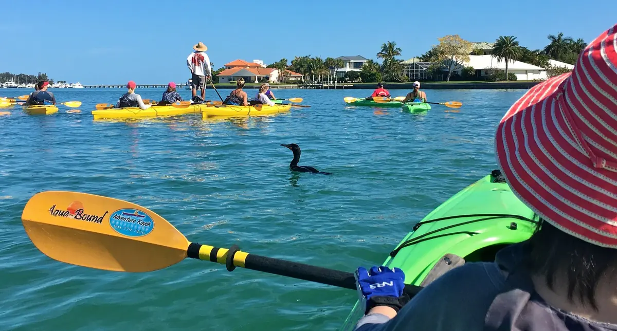 Geführte Kajaktour auf der Sarasota Bay mit Kormoran und Mangroveninseln