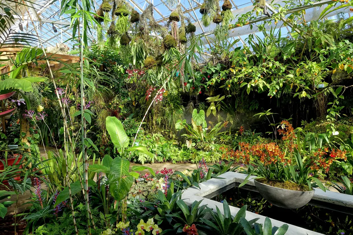 Orchids and tropical plants growing in the Selby Gardens conservatory
